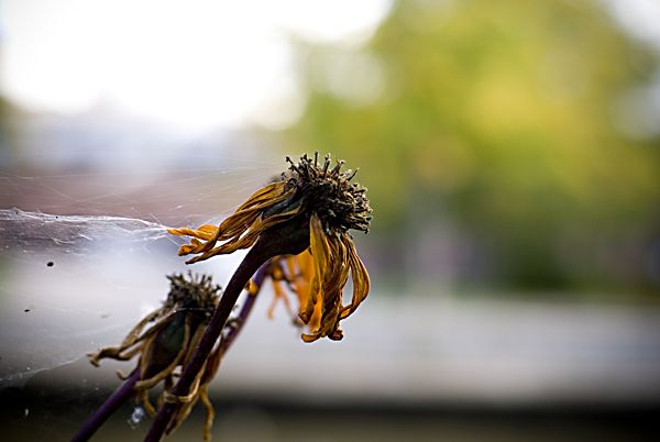 Fr att f fotografera ngonting s tog jag en promenad lngs n iaf.