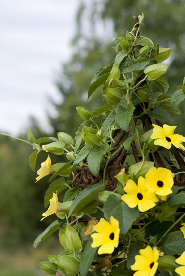 ...med ett cd-ställ i som blomstöd.