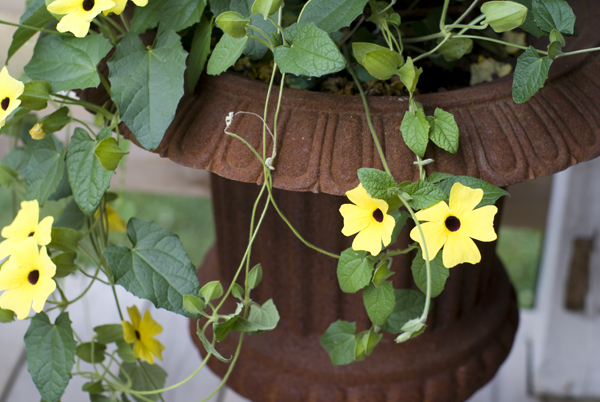 På altan står även denna gjutjärnskruka med blommor i...